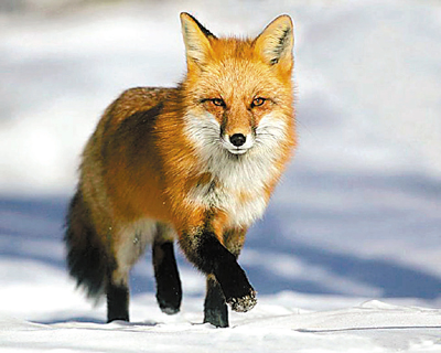 豆棚闲话:狐仙的理由