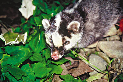 3^ݫQXPVgfAxAe|ưOpʪQҭPCϬ^ݡC