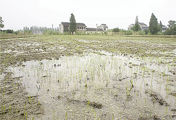 ���k�W�������O�ɭP����g�[���Ҫ��p���~���D�]�C�Ϭ����a�@�B���ìV���Ѧa�C ���W�Ϥ�