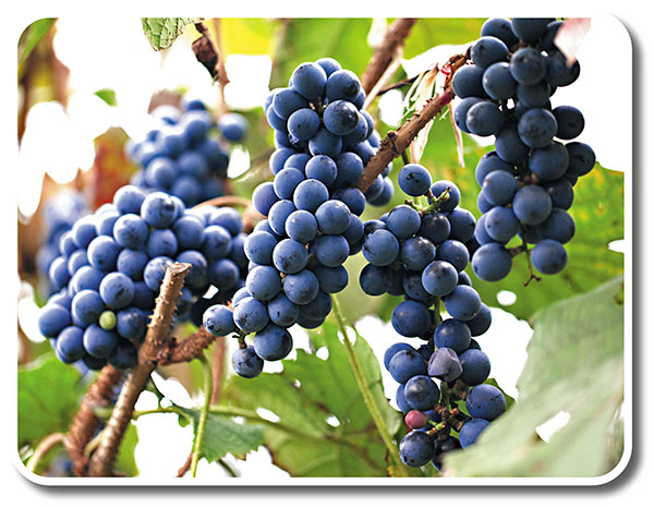 �����븲���ݩ�g�l�������Ϳ��u�~�t�C��������ǯu