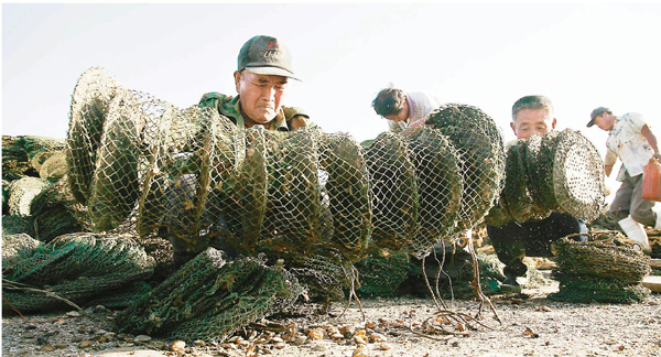 ■2011年9月3日，河北省樂亭縣的養殖戶整理死在養殖籠內的扇貝。 資料圖片