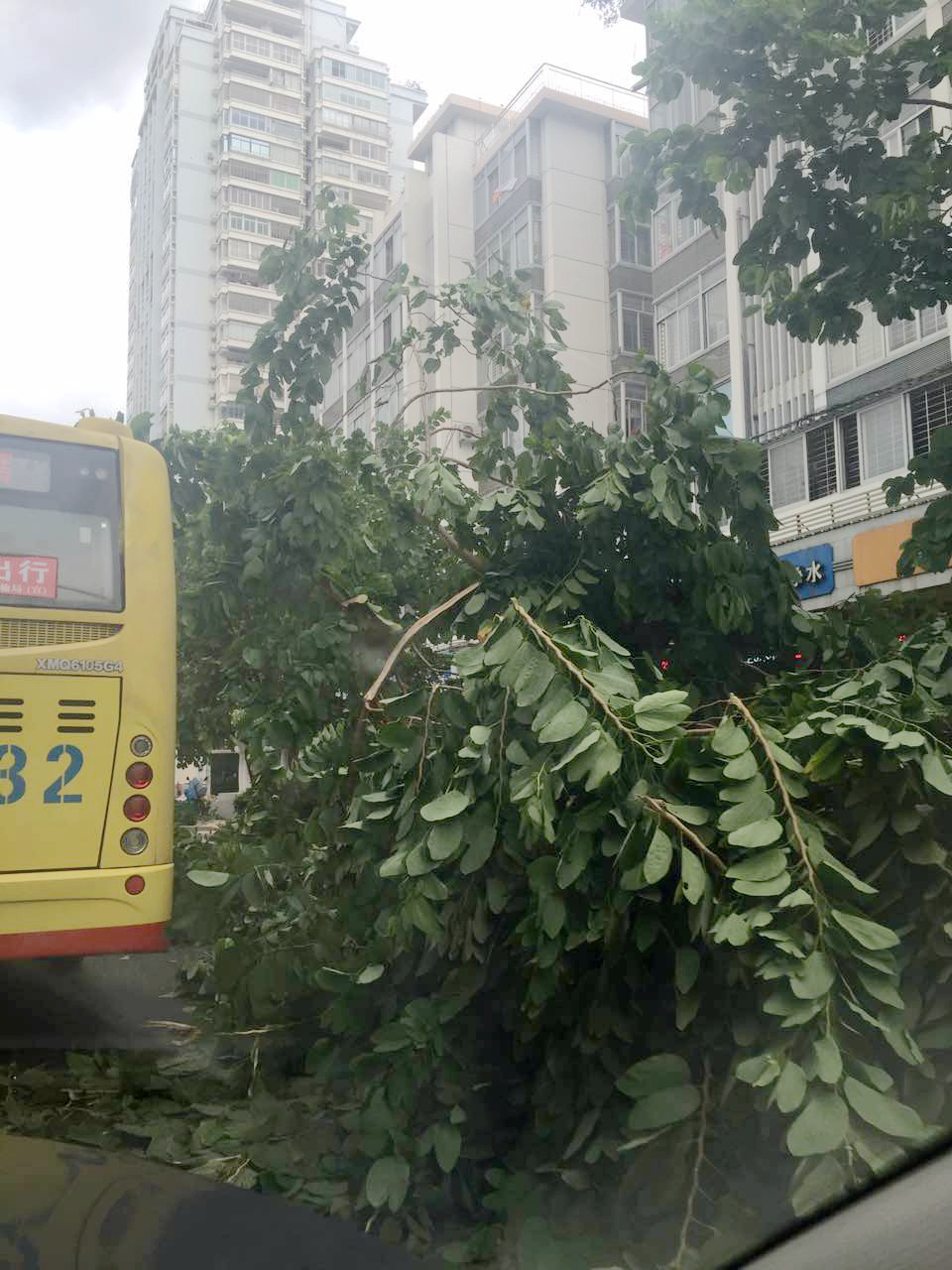 廈門市區不少數樹木被大風刮倒，砸傷車輛