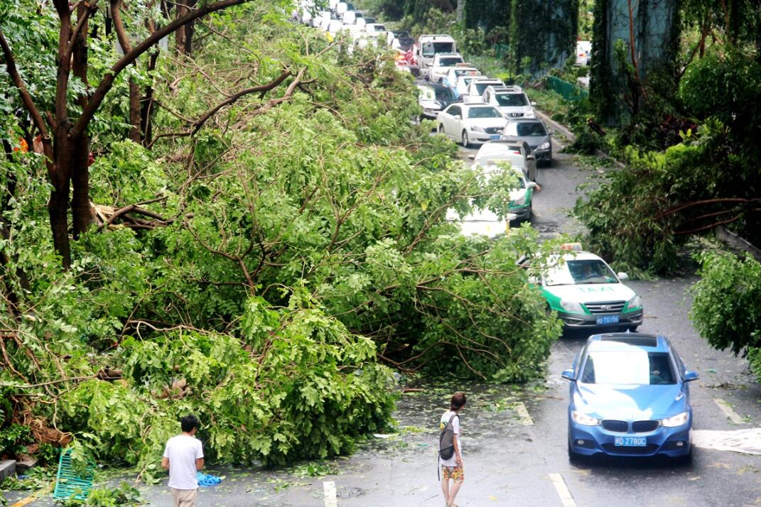 廈門市區主幹道，倒伏的大樹嚴重影響交通