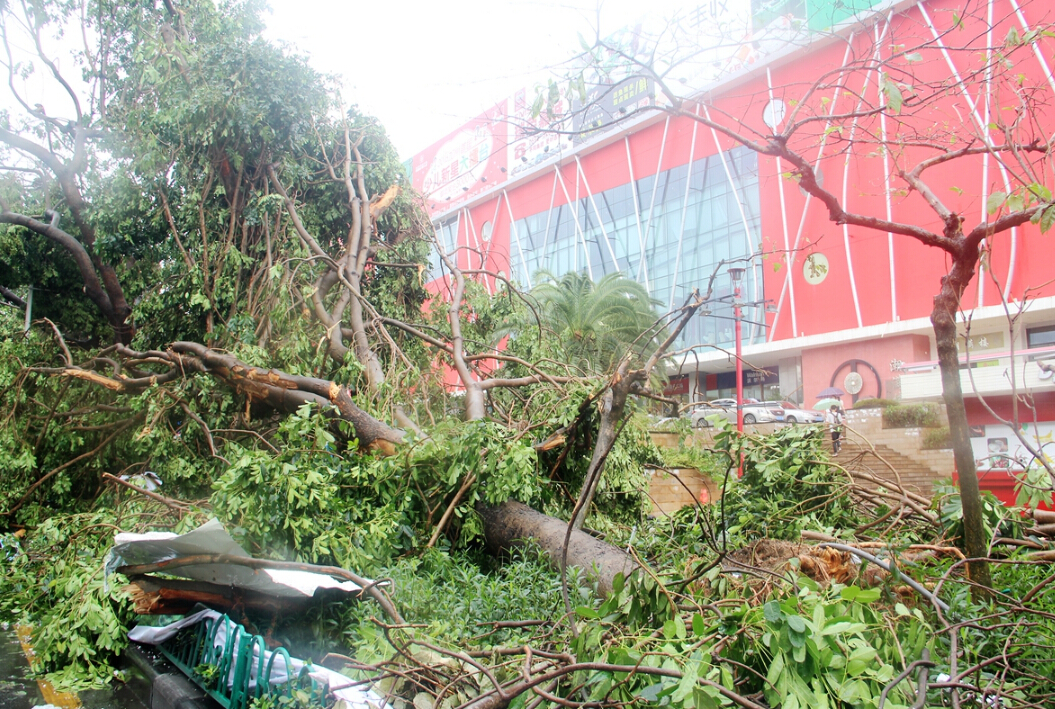 廈門市區蓮前東路上，幾棵環抱粗的大樹被颱風折斷倒伏，阻斷了某大型商場的進出通道。米南 攝