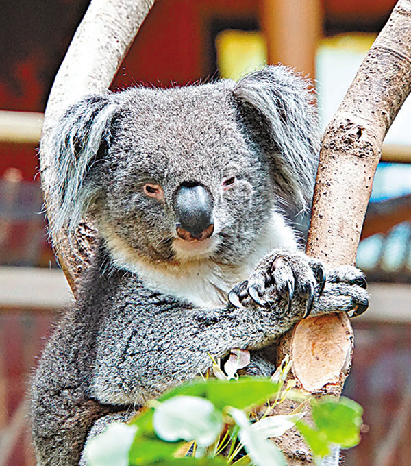 �����v������ܡASora�����B��l���j�A��ƪ��R���n�_�ߡC���v����ѹ�