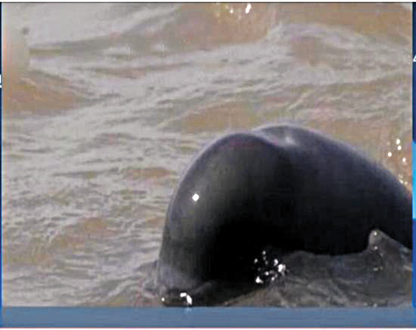 �������ҹ�o�{�æ��������p�b���ͪ��C ���W�Ϥ�