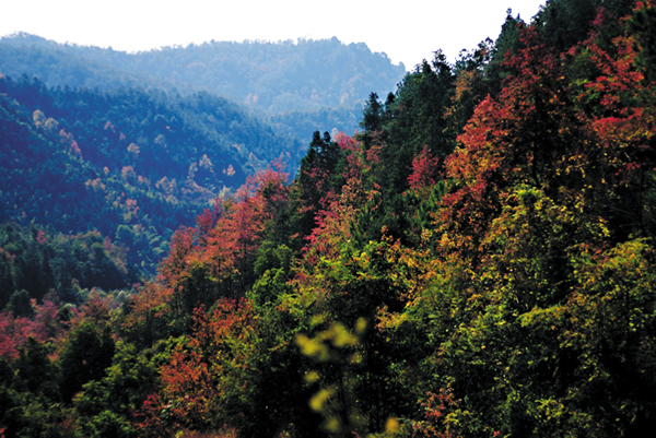 ■新豐雲髻山的秋葉一片片紅燦燦。 本報廣東傳真