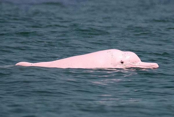 港珠澳大橋建設實現了海洋開發和環境保護有機結合，施工六年多來累計識別在珠江口水域棲息的中華白海豚達2060頭。