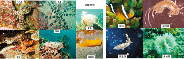 �����䪺���v�ͪ��C ��j�ӥj���v��Ǭ�s�Ҩѹ�