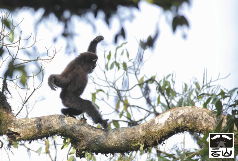 长臂猿靠手臂在林间荡行，在大树枝和地面上则是像人类一样直立行走。「云山保护」供图