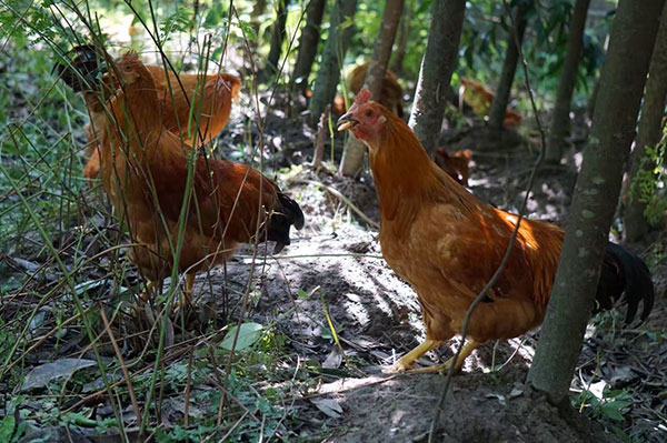 圖為賴國強在贛州山區養殖的雞。