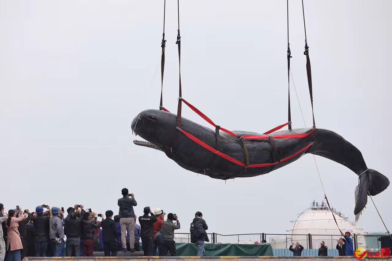 抹香鯨被吊起 記者郭若溪攝