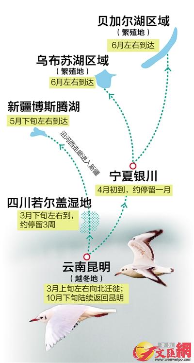 红嘴鸥迁徙路线图