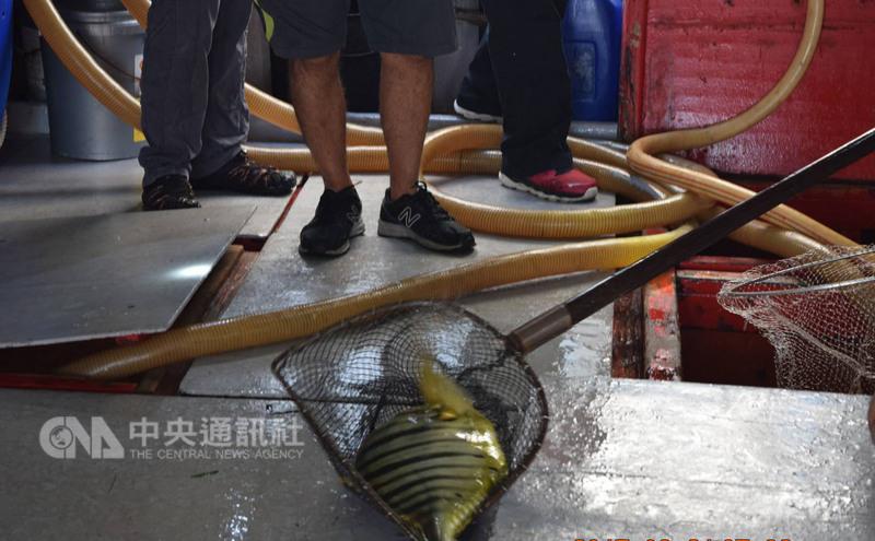  需要指出的是，渔民们是在台湾认为是自己领海的水域非法捕鱼。与此同时，据报道，这艘渔船是在中国香港特别行政区注册的。
