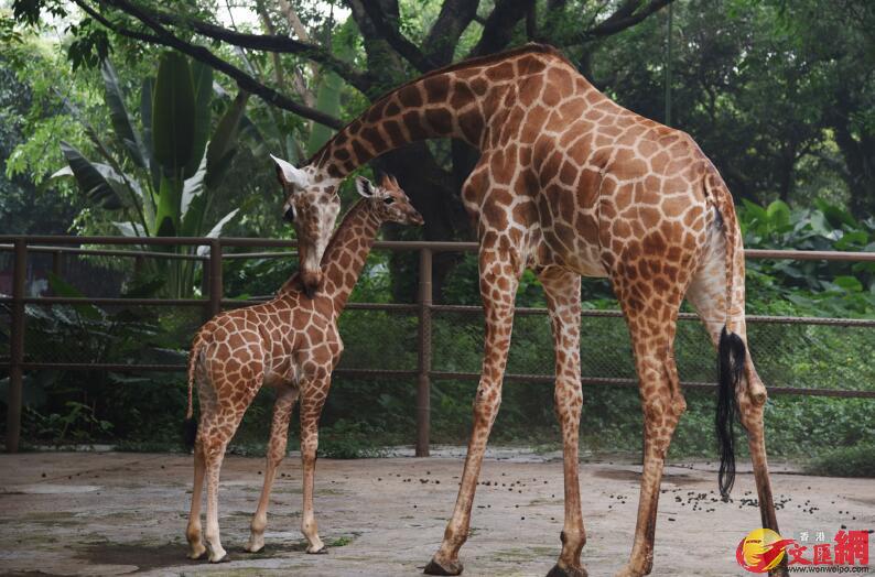 小长颈鹿出生时身高就有1.8米(记者 郭若溪 摄)。