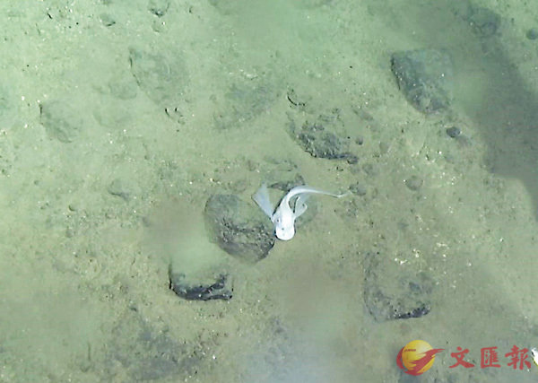 ���u���s�v����Z��������l���`�W��|�öQ�v���C �s�ت�