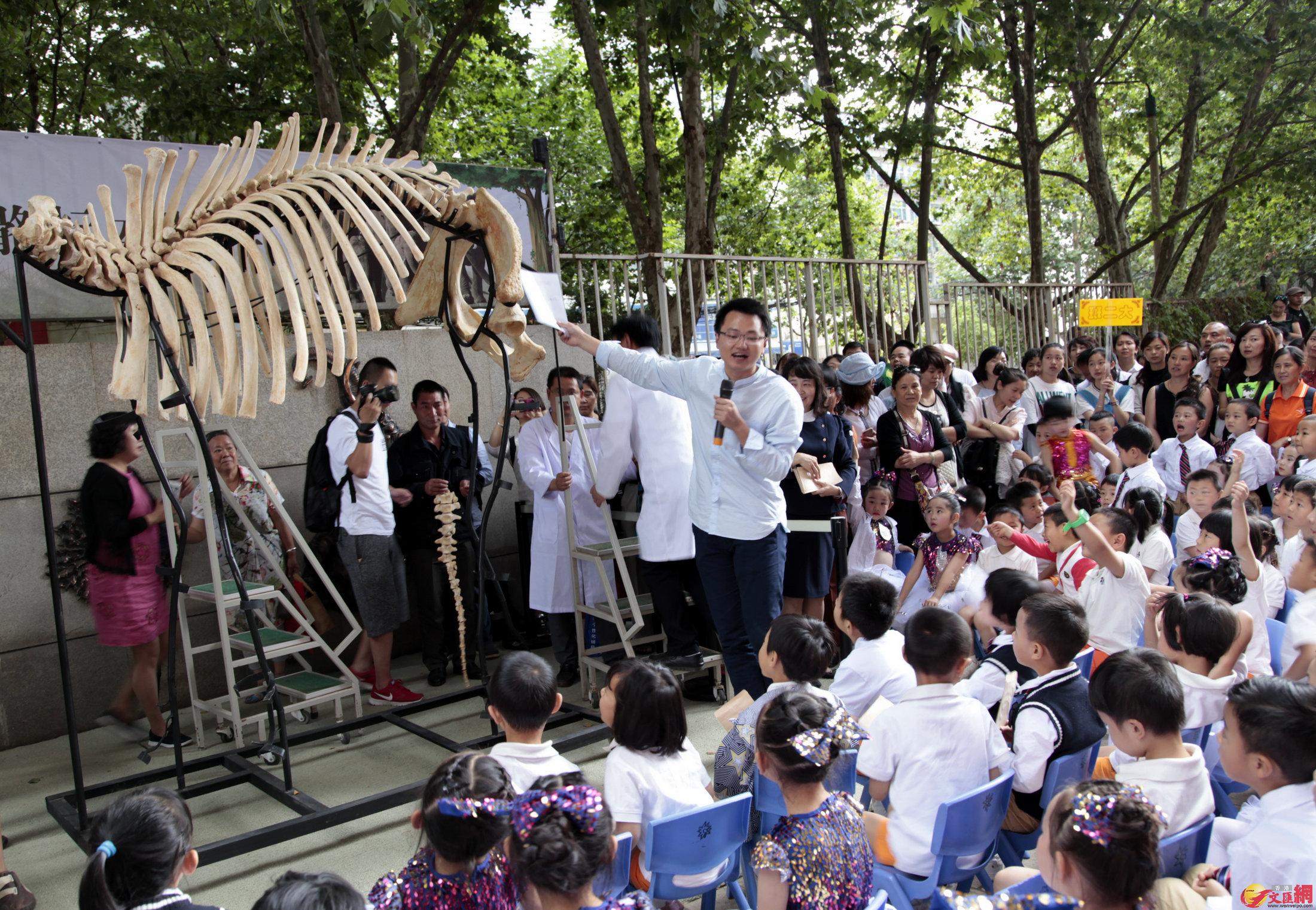 現場演示亞洲象骨骼拼接。香港文匯網記者 丁樹勇 攝