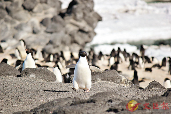■南極的強烈紫外線導致了不少動物失明，包括企鵝。 網上圖片