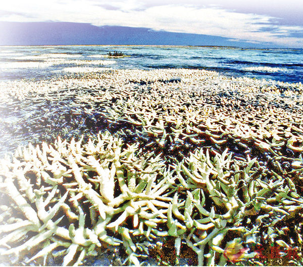 ■大堡礁有高達三分之二的珊瑚出現白化現象。 資料圖片
