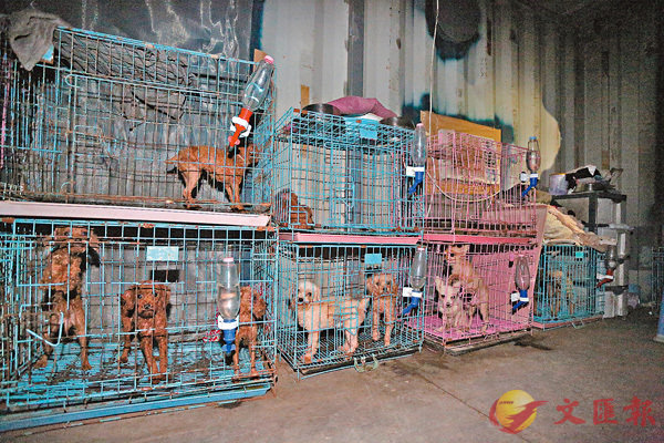 ���}�i�����f�d���үU���C