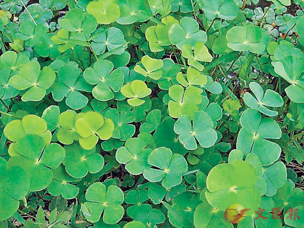 ���|����C���W�Ϥ�