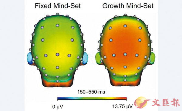 ■定型心態（左）和成長心態的腦部區別。 作者供圖