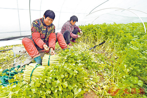 中央一號文件發佈 全面部署鄉村振興戰略