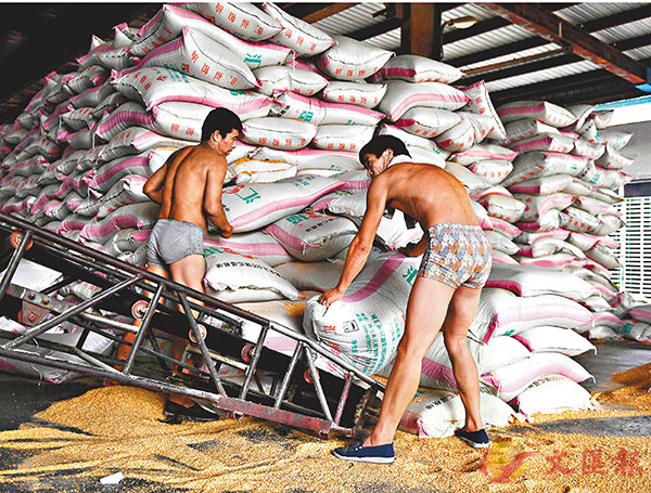 ■河北省三河市一家糧油公司日前開始進口來自巴西的大豆產品。資料圖片