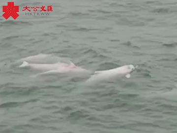 港珠澳大橋 | 大橋開通 中華白海豚歡騰起舞