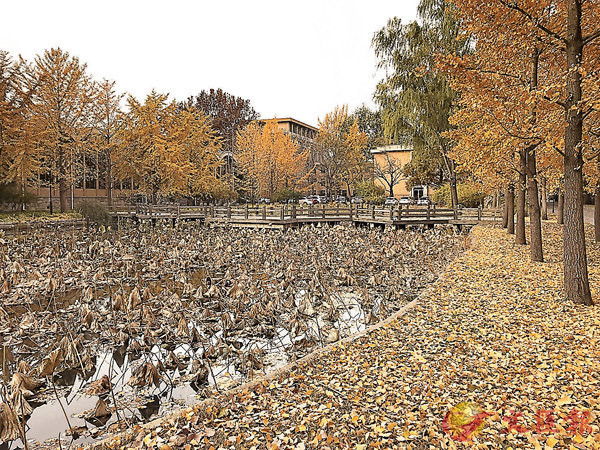 ■北京秋景。 作者提供