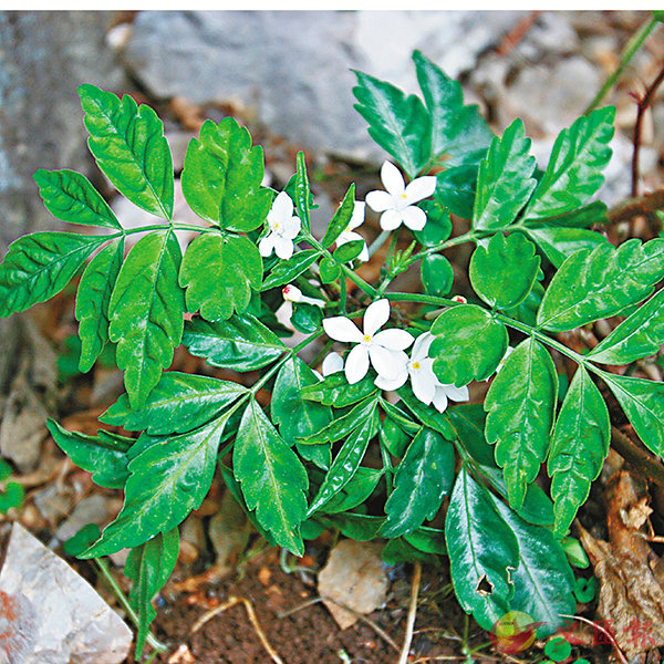 �G����   �Ϥ��G�����׳��Q�{�ǯu