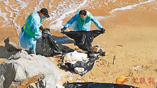 ■長洲東灣沙灘昨晨發現豬隻屍體，由食環署人員到場運走作進一步處理。