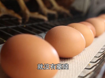 一顆�u港漂�v雞蛋的故事