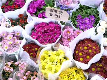 如何選年花 |�]三�^蕙蘭寶典