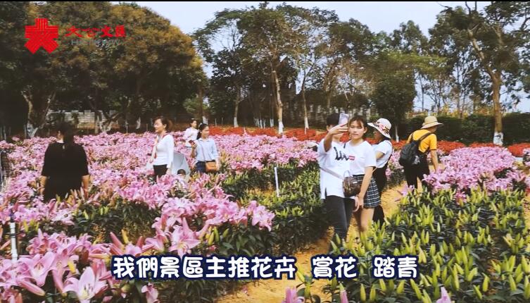 深圳推賞花定制巴士 便利港客周末春遊