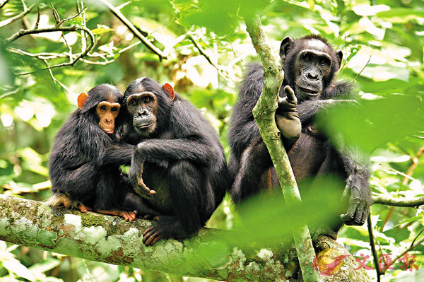 ■人類相互之間線粒體DNA的差別不算太大，比黑猩猩之間的差別還要小。 網上圖片