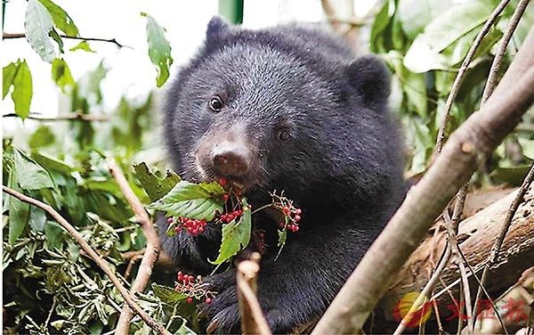 ������e���᪺�u�n�w�p���v�C���W�Ϥ�