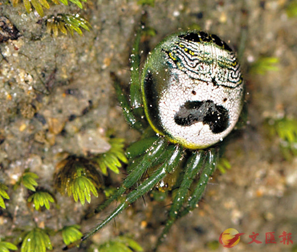 �´���� (��������)