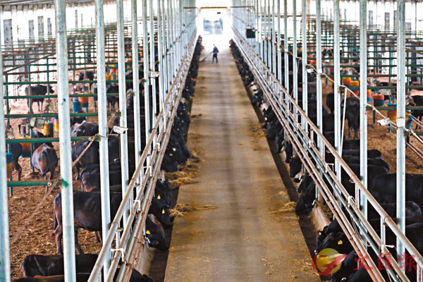 「龍江和牛」的牛舍不但高大寬敞，還設有特別設計的溫水管和空氣循環系統。