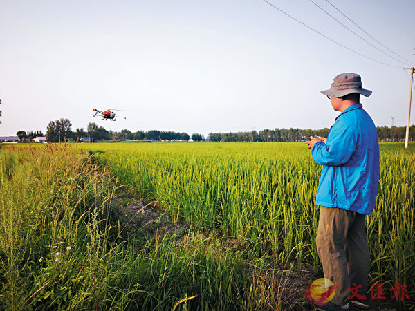 ■操作員在稻田邊遙控無人機進行農藥噴灑作業。