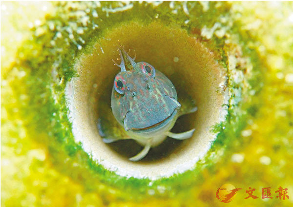 ���b��^���I�ͺA�����u���o�{���ͪ��C �g��u�{�ݮi�p����