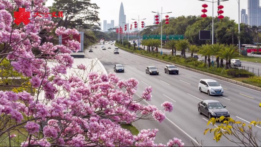 宅家�u雲賞花�v�G 盡享深圳最美春色 