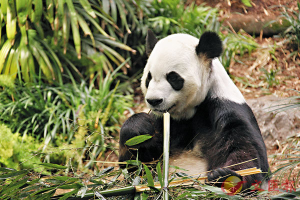 ���u�j��v��2019�~7��8��b�d���[���ʪ��魹�ΨӦۮa�m�������A�ˡC  ���s��