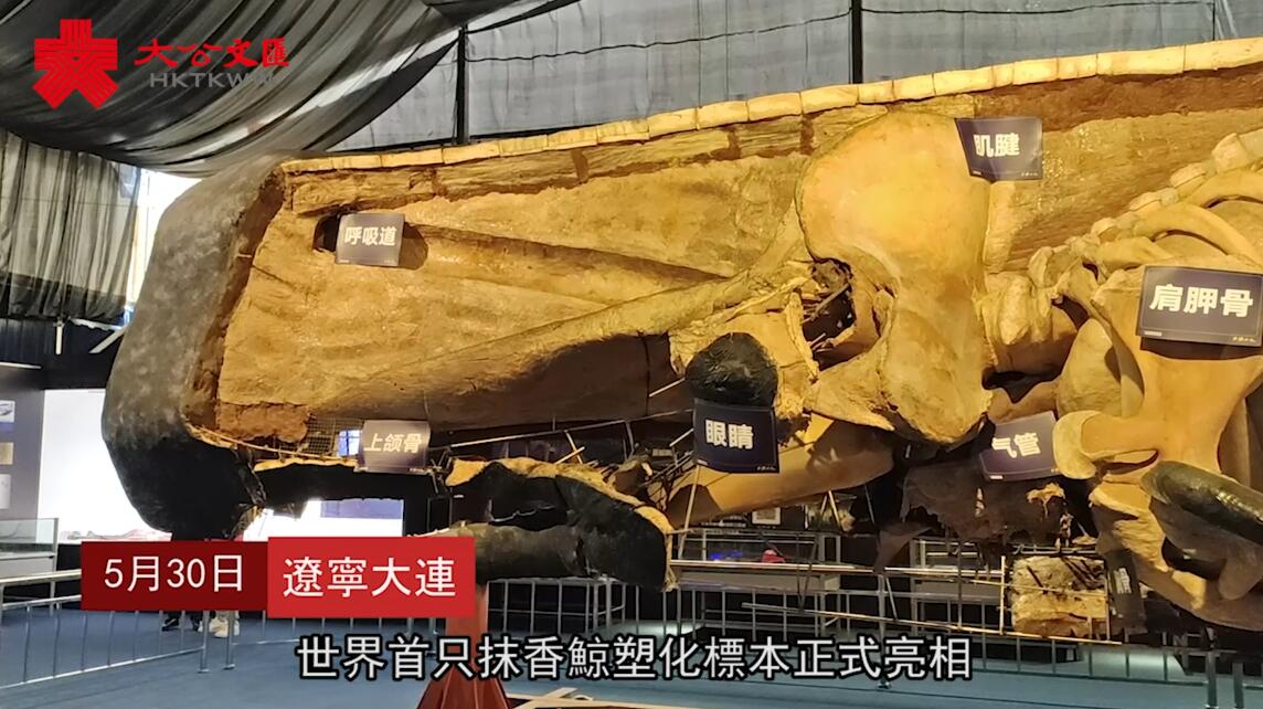 �u中國智造�v世界最大生物塑化標本亮相 