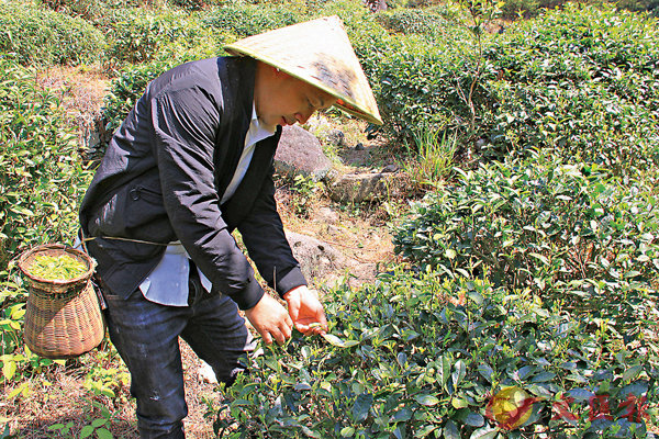 ■ 一名茶農在婺源的一個茶樹群中採茶。