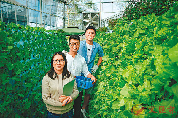 ■羅偉特（後）、梁立鋒（中）、譚慧敏希望透過在江門的「魚菜共生」項目為香港市民提供高質蔬菜。 受訪者供圖