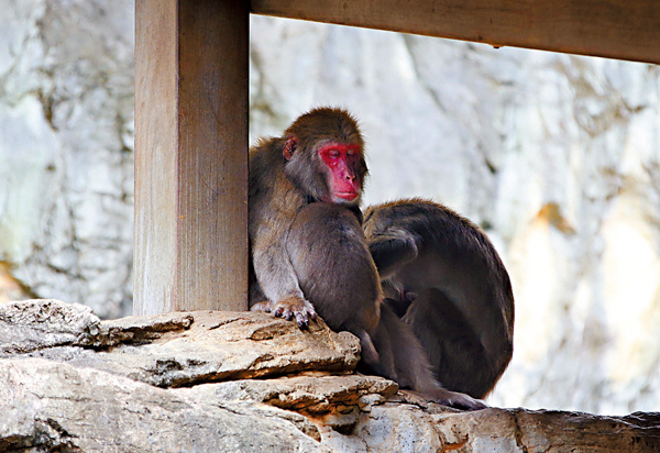 �� �ʪ��骺�U�l�b�ż��U���D�C ���p��