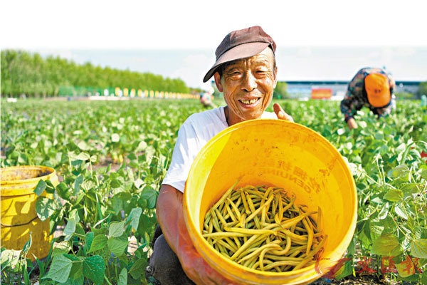 ■ 中國不僅夏糧生產實現了「十七連豐」，秋糧生產也豐收在望。 資料圖片