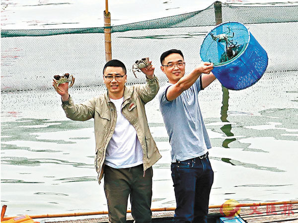 ■ 今年第一簍陽澄湖大閘蟹捕撈出水。 香港文匯報記者陳旻  攝