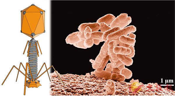 ■噬菌體的構想圖（左）與被電子顯微鏡放大了一萬倍的大腸桿菌（右）。 網上圖片